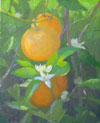 Ishibashi Oranges